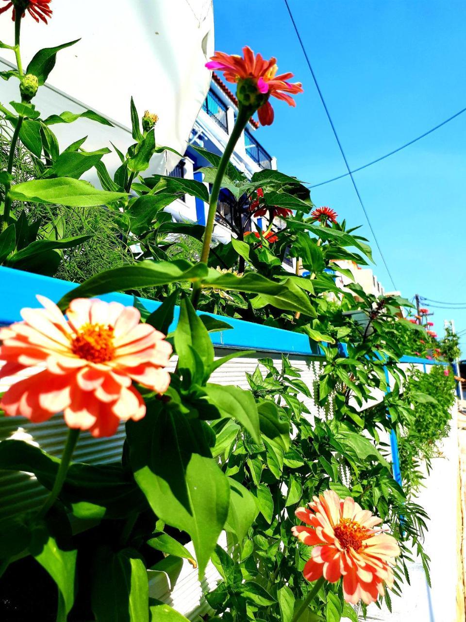 Zante Dahlia Hotel Laganas Exterior photo